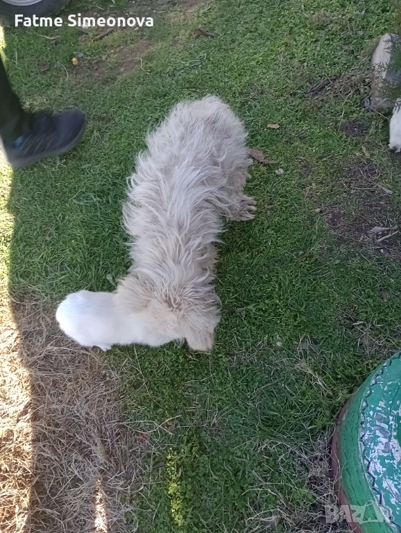 Малки кученца , снимка 1