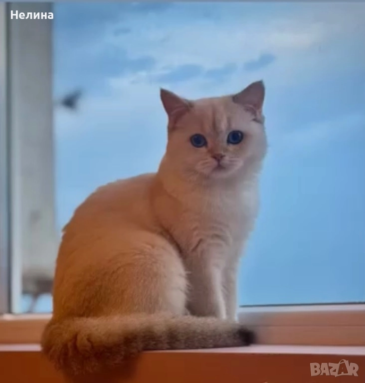 	🐱 Британска сребърна чинчила – на 1 г., с родословие, снимка 1