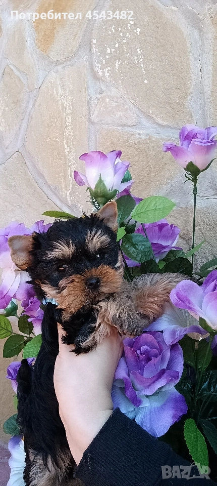 йоркширски териер мини йорки , снимка 1