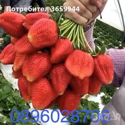 Предлагам расад ягуди и малини, снимка 1