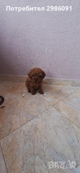 той пудел тийкъп, снимка 1