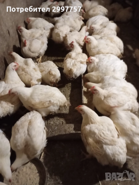 Кокошки, снимка 1