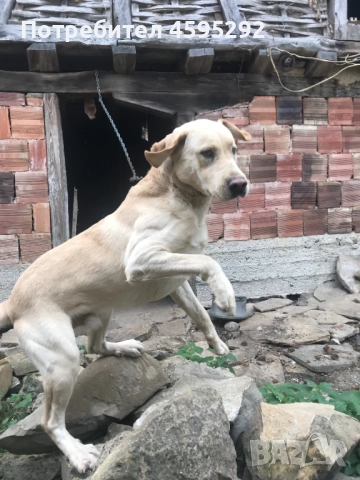 Подарявам куче "Лабрадор" на 1,5 г.