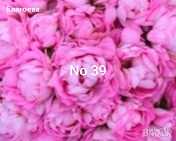 Комплект вкоренени резници Мушкато 5 бр - 5 цвята