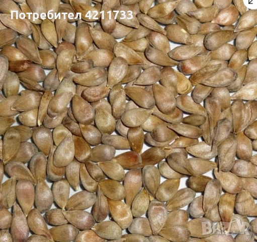 100 БИО ябълкови семена, различни сортове НОВО