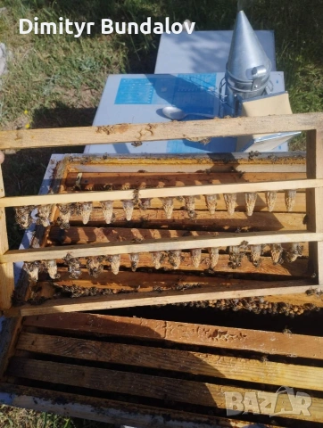 пчелни отводки 2026г, снимка 7 - Други животни - 53377170