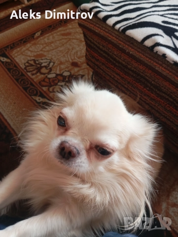 продавам чихуахуа дългокосместо 