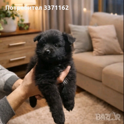 померански шпиц, снимка 4 - Померан - 53570784