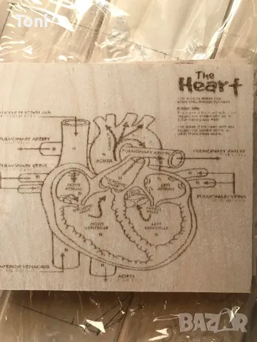Табелки с анатомията на човека 