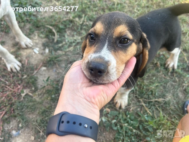 Малки сладури!, снимка 6 - Бигъл - 48236928