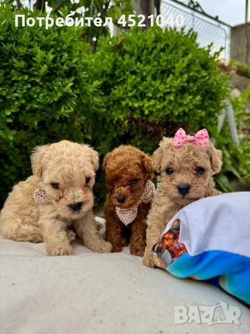 Пудел той , снимка 1