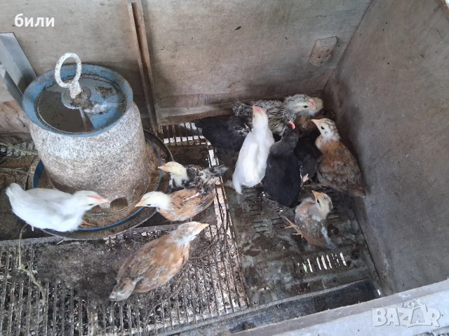 продавам неми патици и кокошки,петли и пилета джинки, снимка 3 - Патици и гъски - 48859429