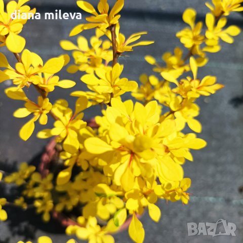 Берберис Ауреа, студоустойчив!!, снимка 1 - Градински цветя и растения - 40472889