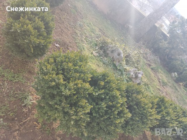 Продавам чемшири, снимка 4 - Градински цветя и растения - 40003485