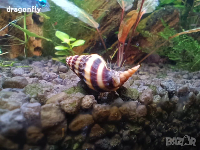 Аквариумни растения,охлюви, скариди , снимка 2 - Други - 53129704