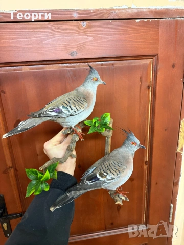 Препарирани птици