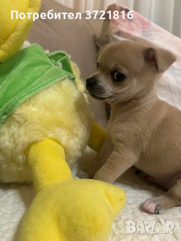 Мъжко чихуахуа на 60 дни с паспорт и две ваксини 