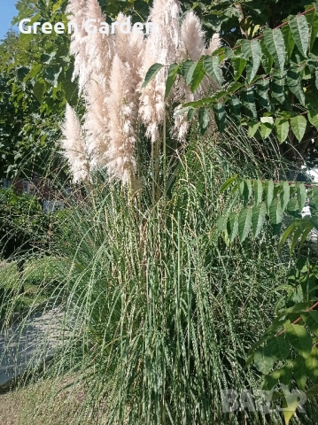 Пампаска трева 