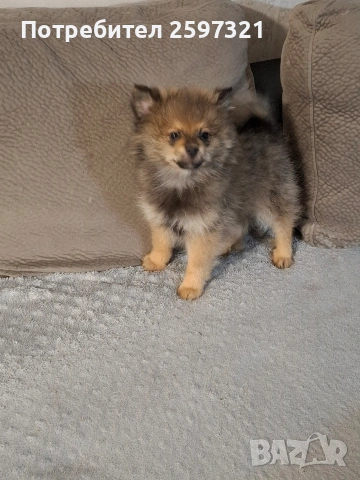 Померан , снимка 2 - Померан - 53328967