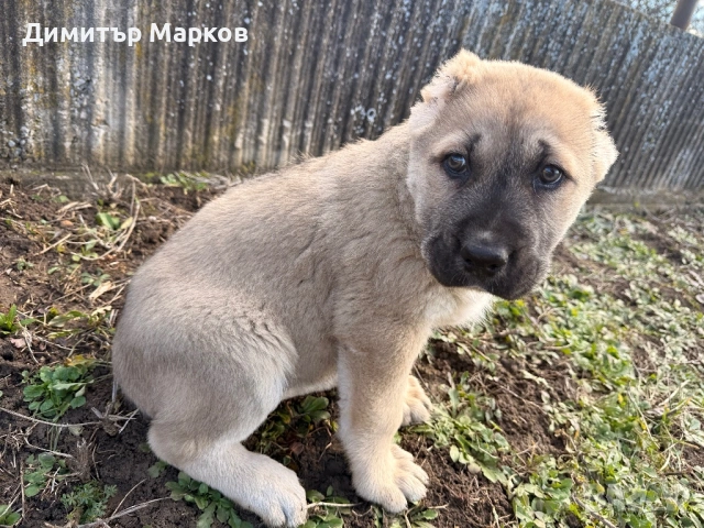 Кученца АЛАБАЙ(САО), снимка 7 - Алабай - 53439801