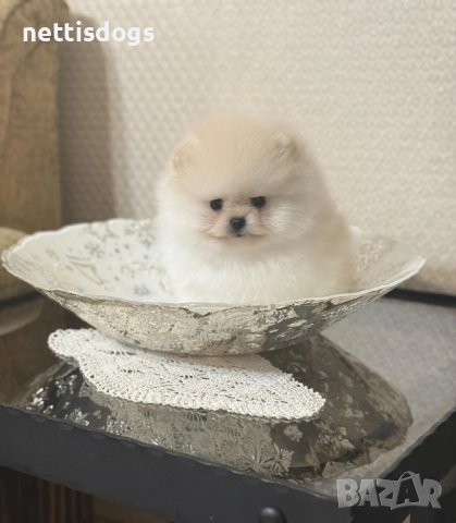 Истински мини померани с най късата муцунка , снимка 2 - Померан - 35342823