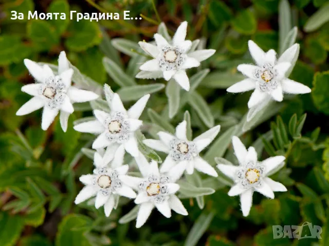 Еделвайс , снимка 3 - Градински цветя и растения - 49491251