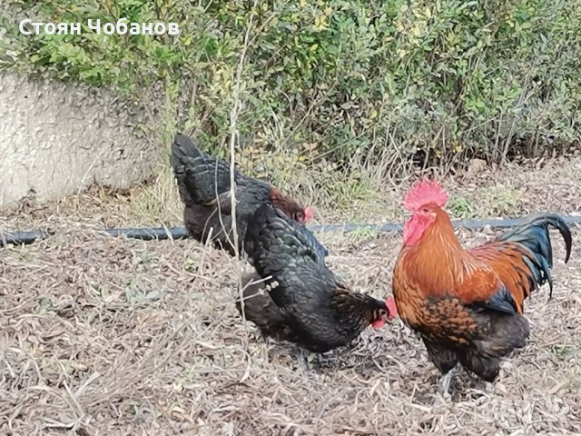 Яйца за люпене от     кокошки снасящи разноцветни яйца, снимка 2 - Кокошки и пуйки - 36572205