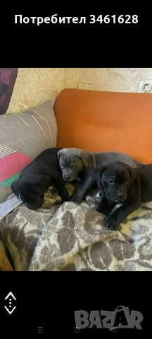 Кане Корсо бебета, снимка 4 - Кане корсо - 53012275