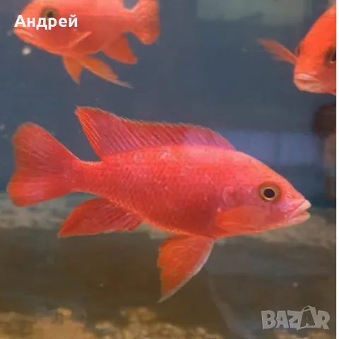 Аулнокари супер ред