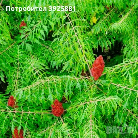 Фиданки Влакнест Шмак - Рустифина (Rhus typhina Dissecta) 