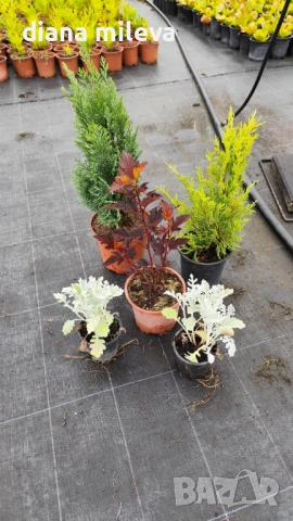 Промо пакет от 5 бр студоустойчиви растения!, снимка 7 - Градински цветя и растения - 51230092