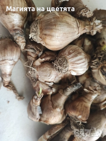 Разпродажба Блатно кокиче луковици, снимка 4 - Сортови семена и луковици - 51660652