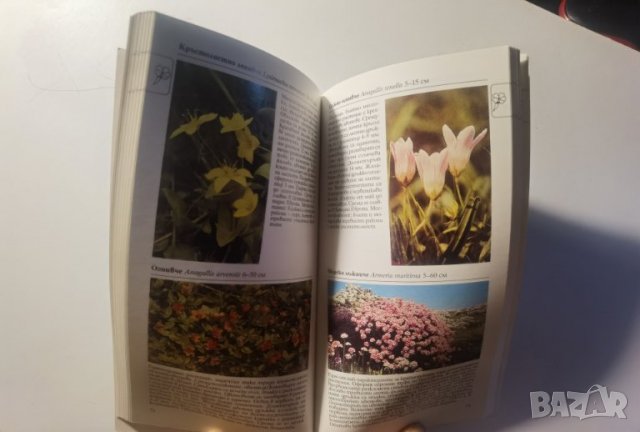 Фотографски определител на дивите цветя в Европа Над 250 вида с цветни снимки Пол Стери, Боб Прес, снимка 7 - Енциклопедии, справочници - 37289185
