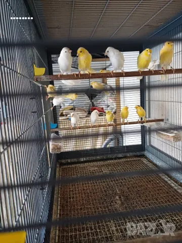 Канари Орфей, снимка 1