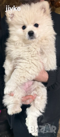 Немски среден шпиц, снимка 3 - Шпиц - 53382780