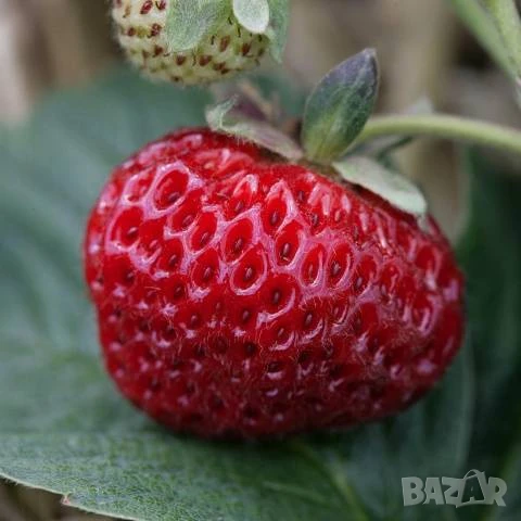 Ягоди Мице Шиндлер разсад пикиран в чашки, снимка 4 - Разсади - 51390566