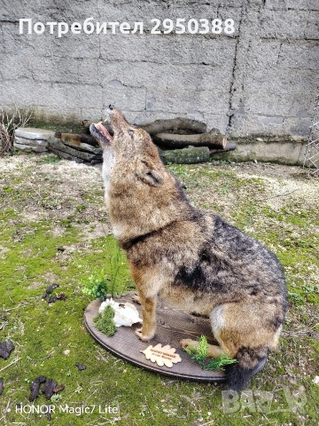препариран чакал , снимка 4 - Други - 53595080