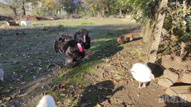 Мисирки, снимка 5 - Кокошки и пуйки - 52568955