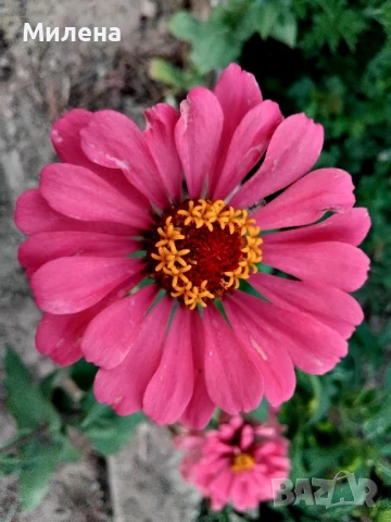 Семена за едногодишни цветя , снимка 8 - Сортови семена и луковици - 51341019