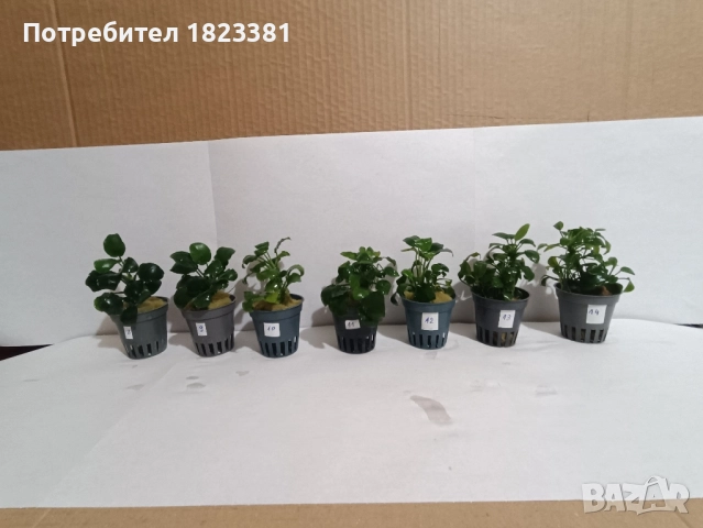 Растения за аквариум,анубиас Бартери, снимка 5 - Аквариуми - 52109897