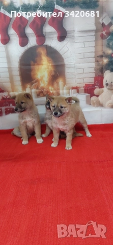 Шиба Ину  Shiba inu , снимка 7 - Шиба ину - 52341529