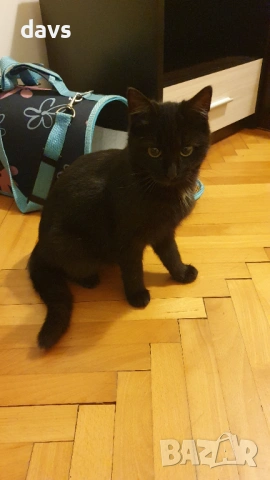 Черна котка на 6 мес. търси дом, снимка 3 - Други - 53116660