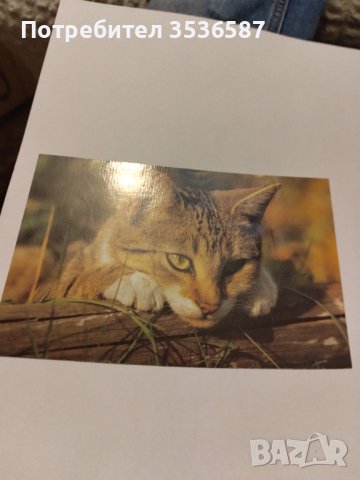 Пощенски картички котки чисти, снимка 10 - Филателия - 40420766