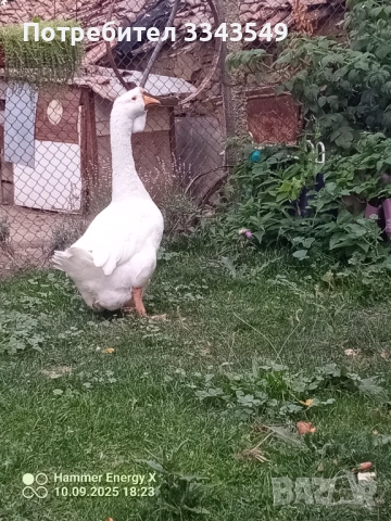 Чифт холмогорски гъсок , снимка 3 - Патици и гъски - 51671377