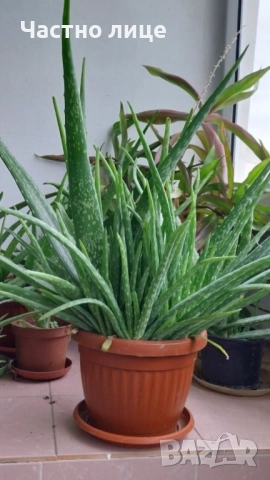 Лечебно Алое , снимка 2 - Градински цветя и растения - 52435559