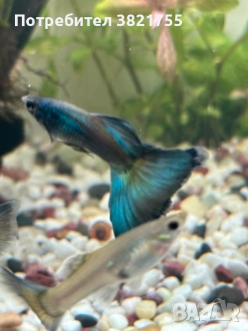 Декоративни рибки, гупи, гупа московска синя, снимка 3 - Рибки - 52952634