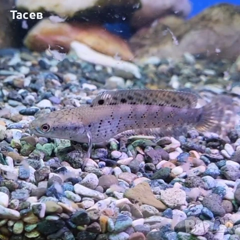 Channa  pulchra 7см, снимка 1