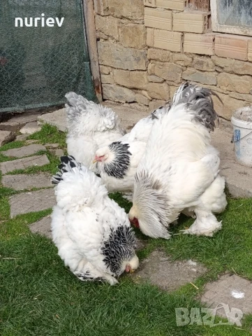 бяла колумбия , снимка 5 - други­ - 50512564