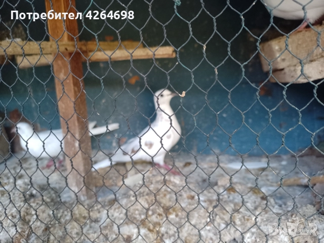 Гургутки и петлета, снимка 5 - други­ - 50966710