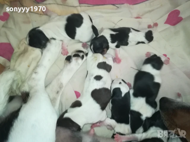 ДЖАК РЪСЕЛ БЕБЕТА-РОДЕНИ ДНЕС 11.08.25г 1108251538